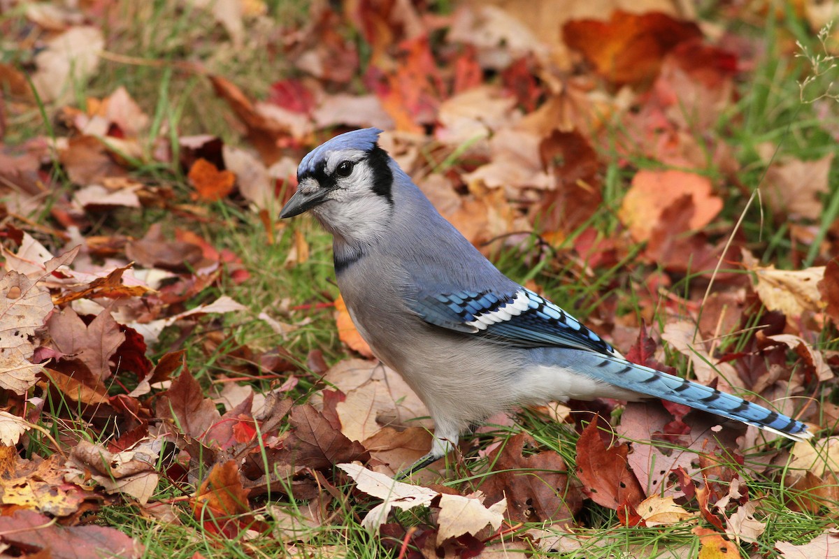 This Small Bird With Its Bright Colours Returns In October, And A Simple Gesture Is All It Takes To Keep It In Your Garden.