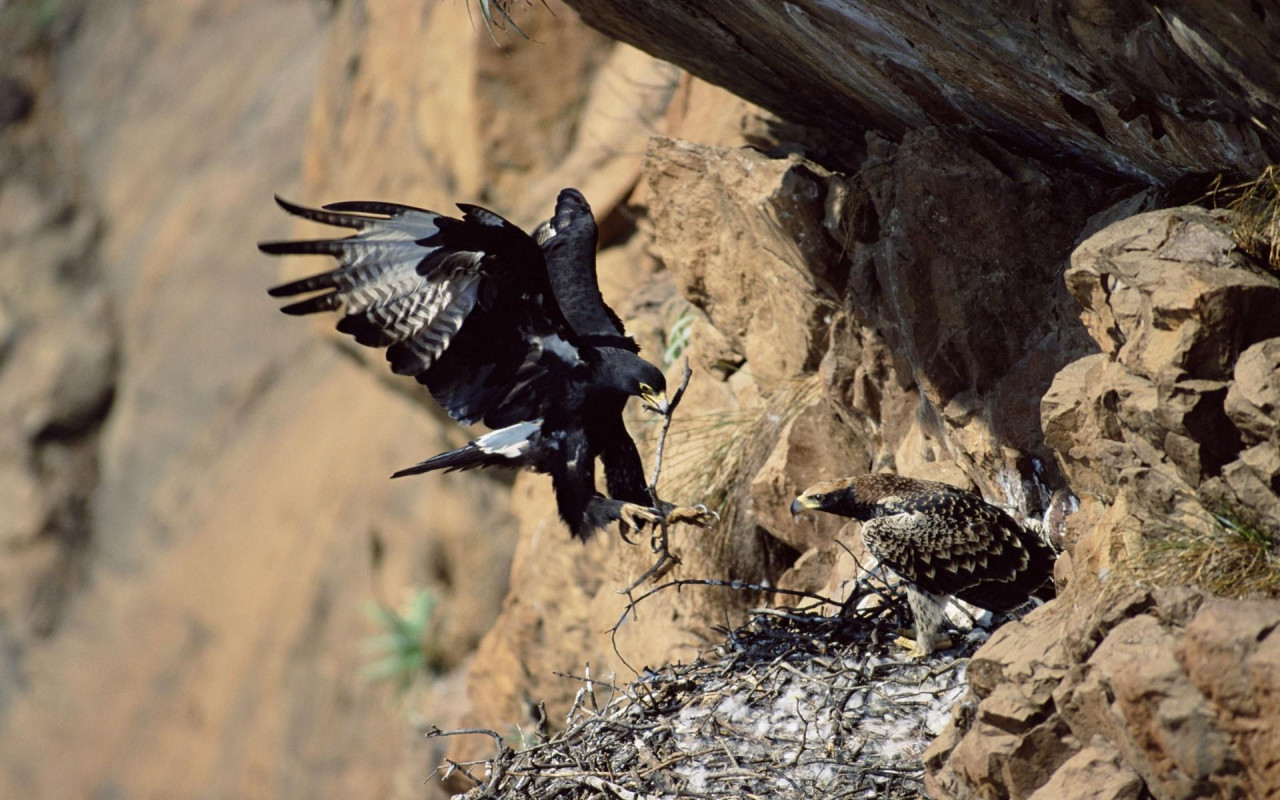 A 650-Year-Old Sandal Found In A Vulture'S Nest Is Unprecedented Evidence Of The Connection Between Wildlife And Humanity.