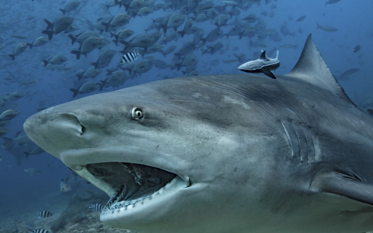 Monstrous Sea Predators, Ancestors Of Sharks, Emerge From The Largest Cave In The World: They Had Been Buried For 325 Million Years.