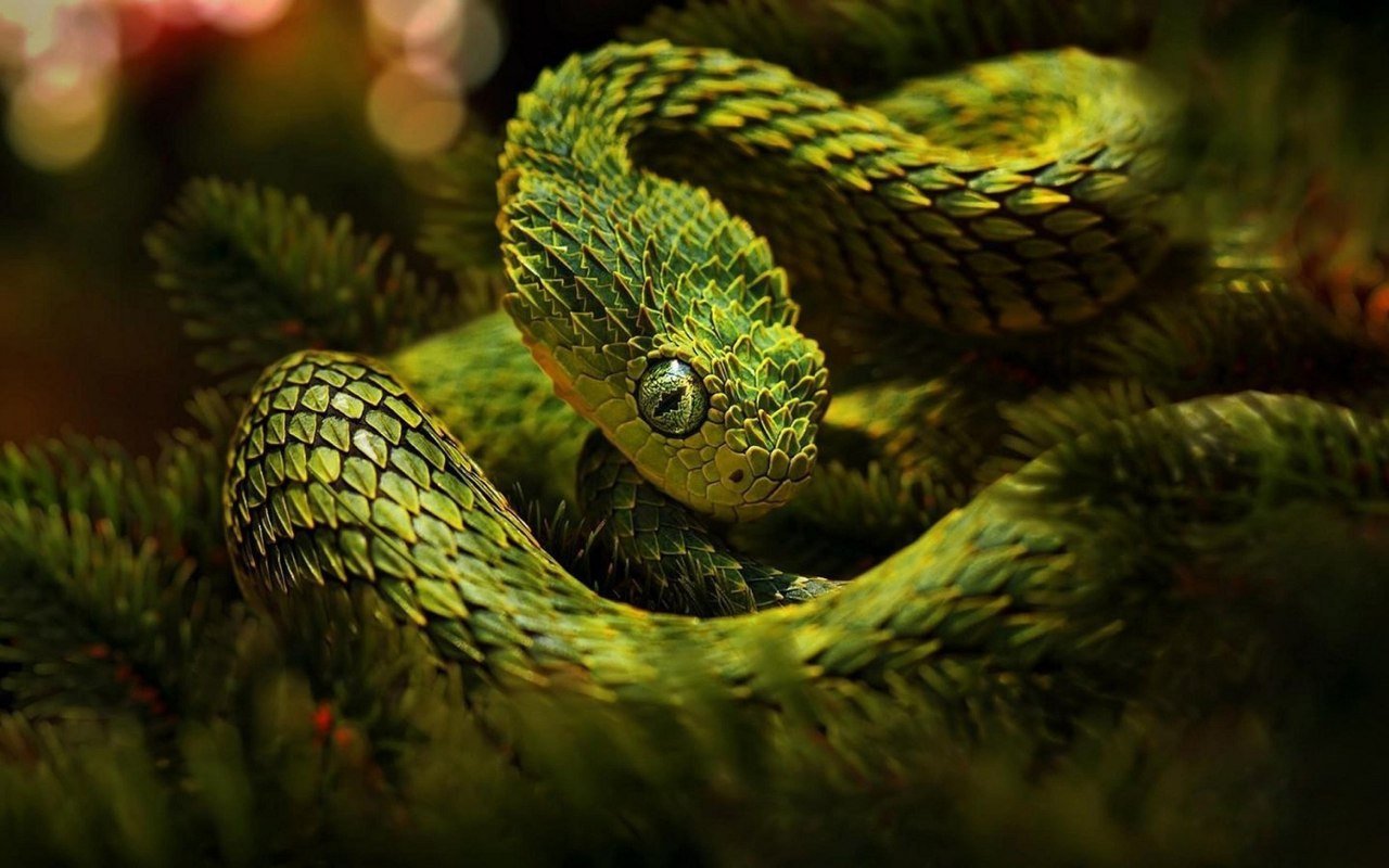 Titanoboa