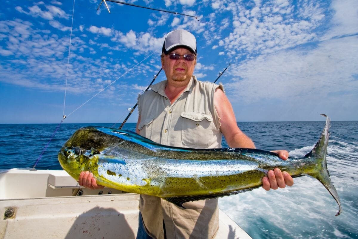 Fish