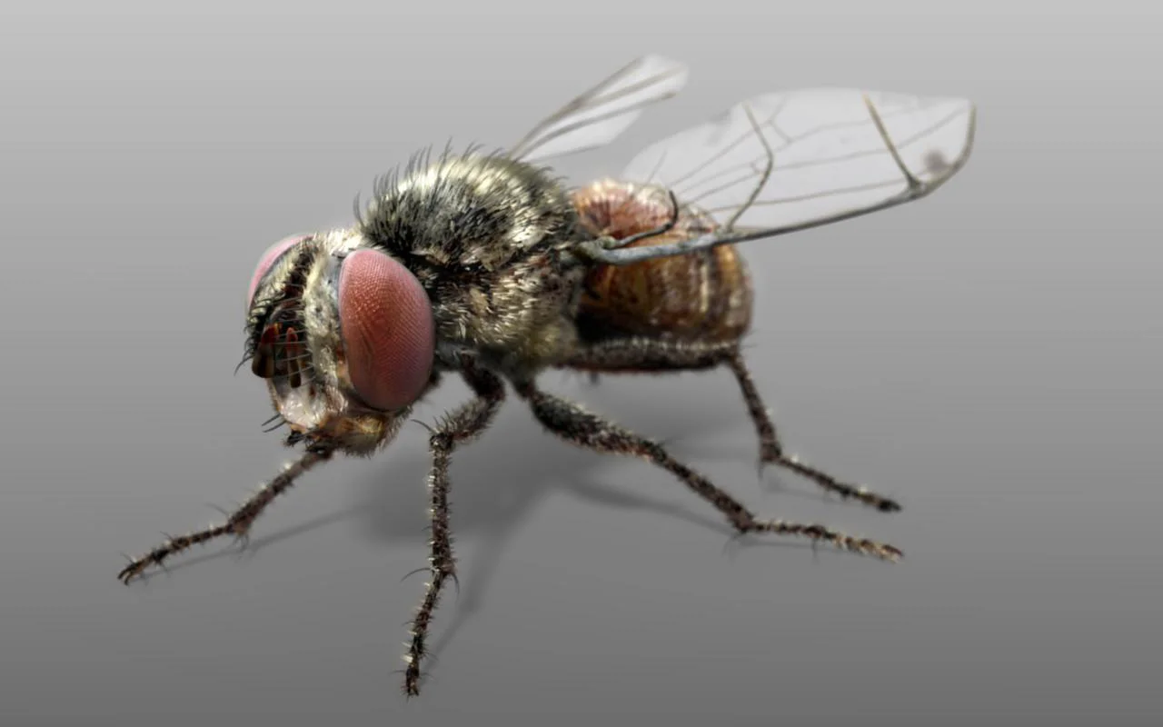 If Flies Are Constantly Buzzing Around Your Kitchen, Here'S How To Get Rid Of Them.