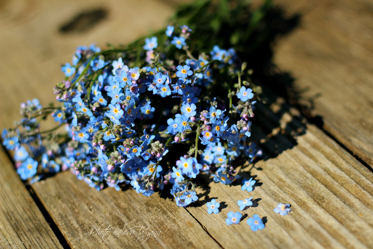 Three Flowers To Plant In October That Are Ideal For Beginners