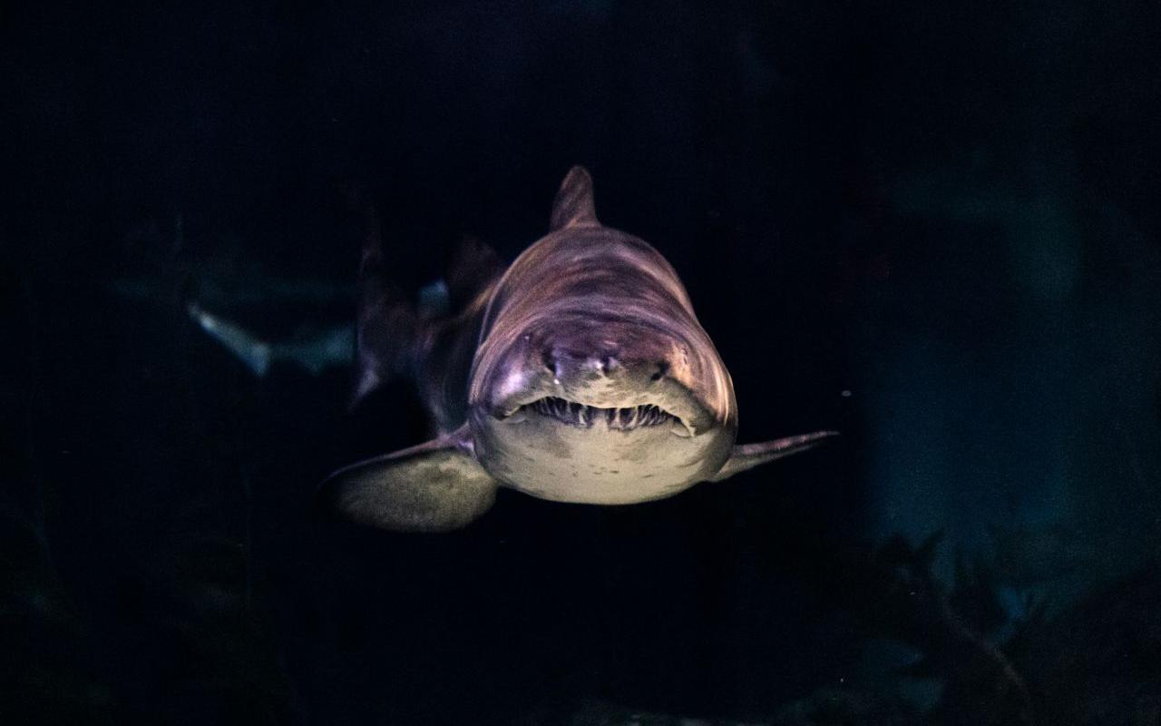 Emerge