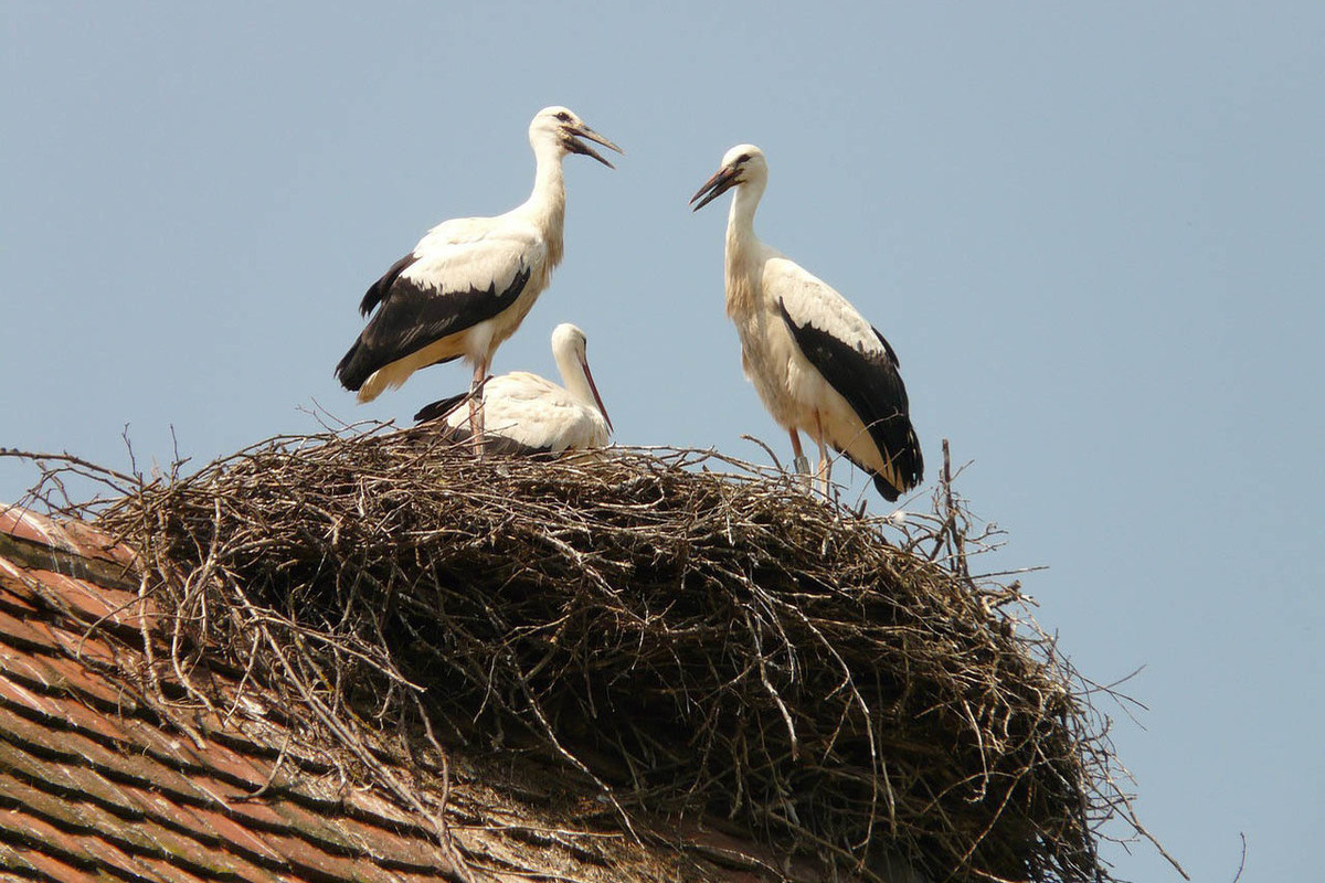 What Is The Name Of A Baby Stork?