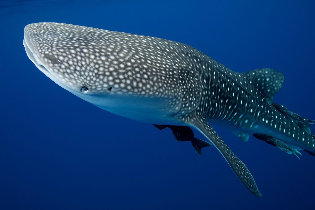 Fish