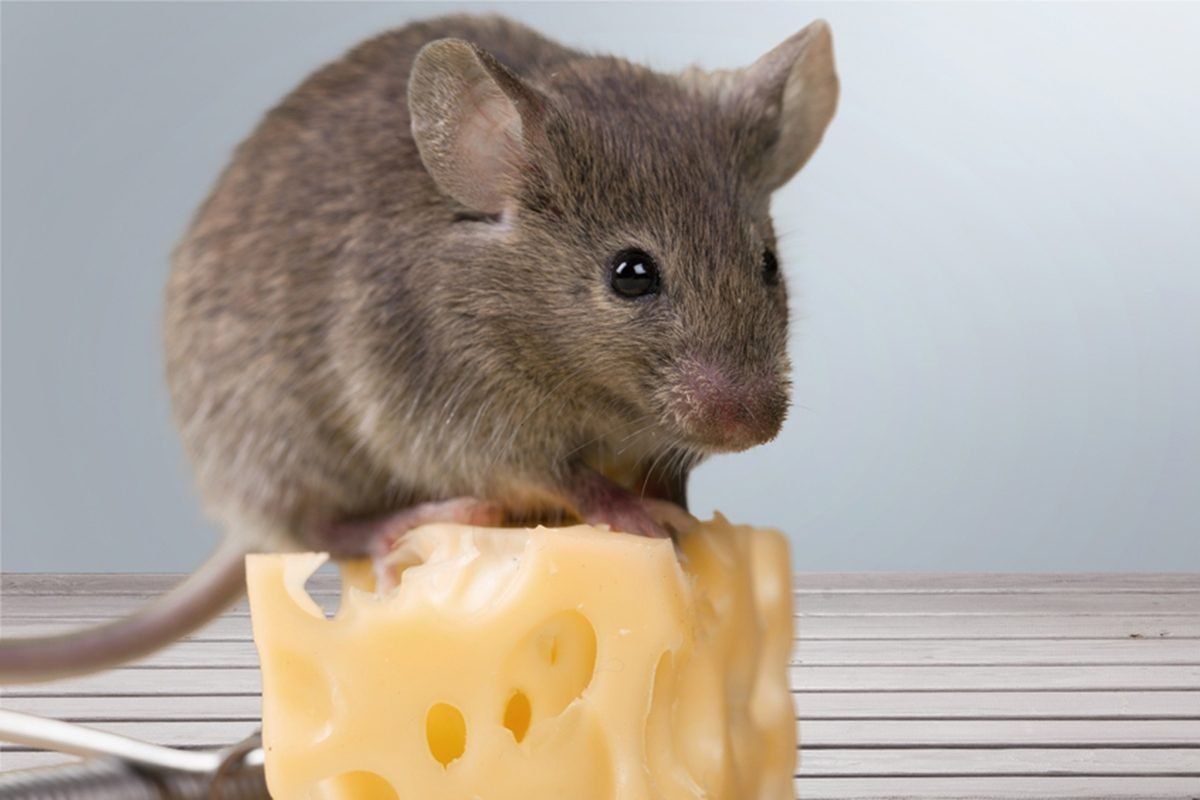 Mice'S Thoughts Were ‘Read’ For The First Time Based On Their Facial Expressions
