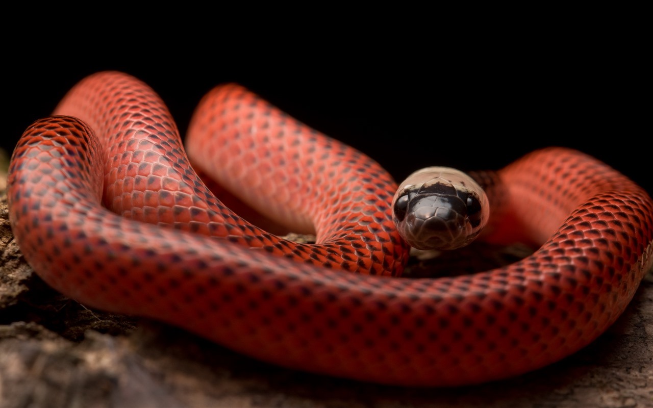 The King That Replaced The Dinosaurs: Titanoboa, The Snake That Ruled The Earth 60 Million Years Ago, Has Been Discovered.
