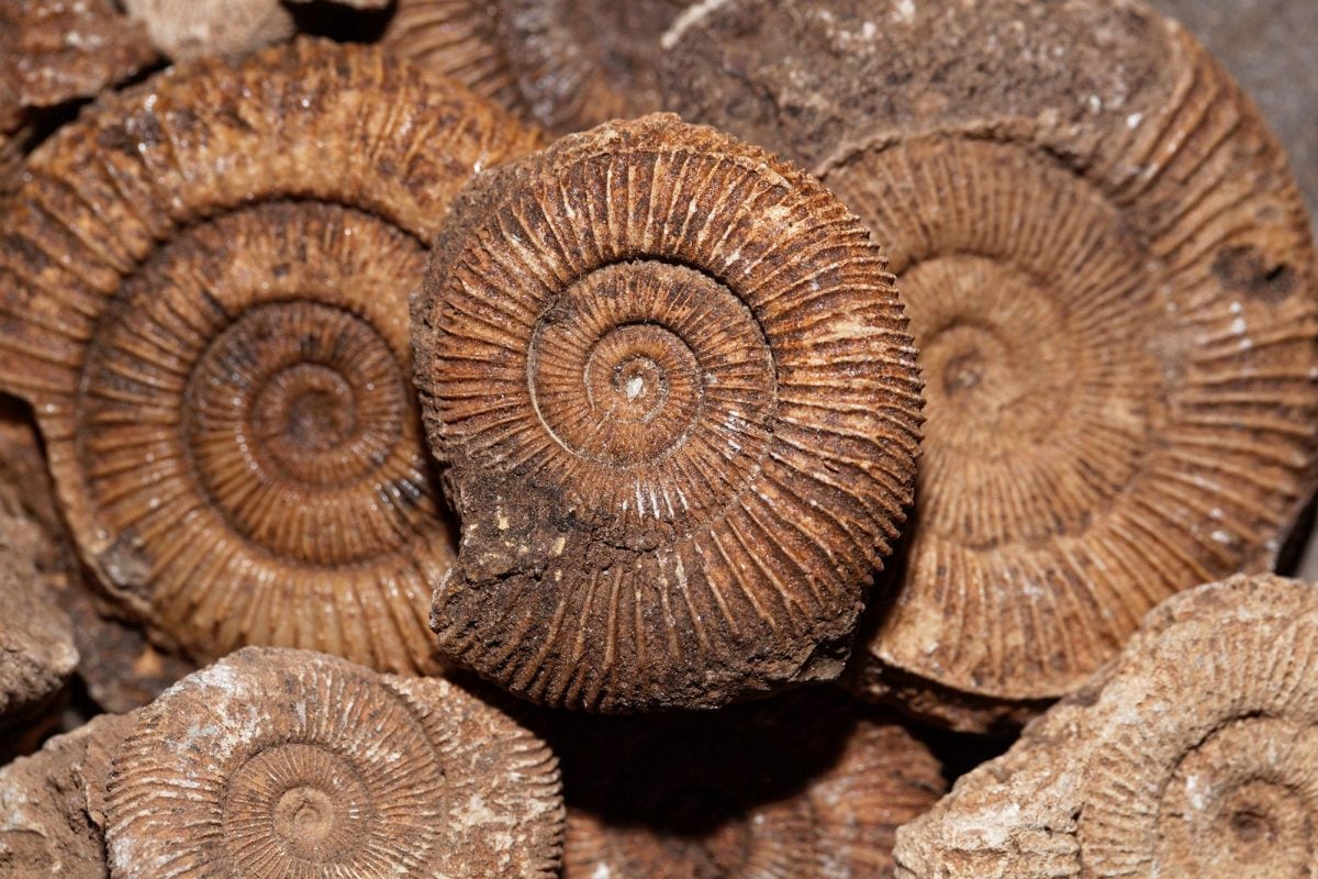 541-Million-Year-Old Fossils Tell Science That They Were The First Animals On Earth