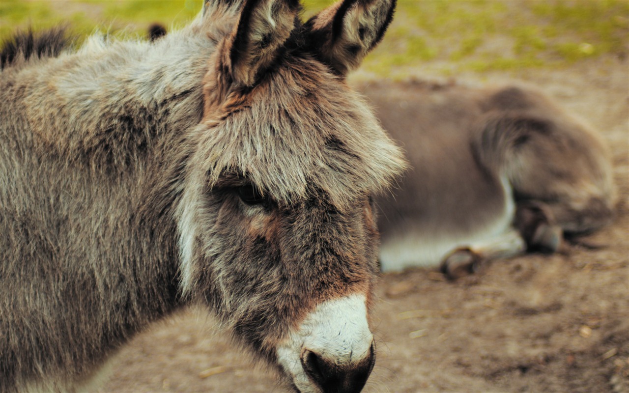 Roscoe The Donkey Constantly Interrupts The Child And Ends Up Becoming His Most Annoying Companion: ‘He Thinks He'S A Lap Dog With Long Ears.’