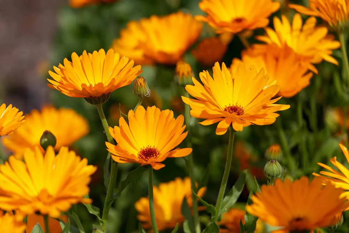 Goodbye To Boring Patios: 3 Plants To Sow In October For Flowers In Summer
