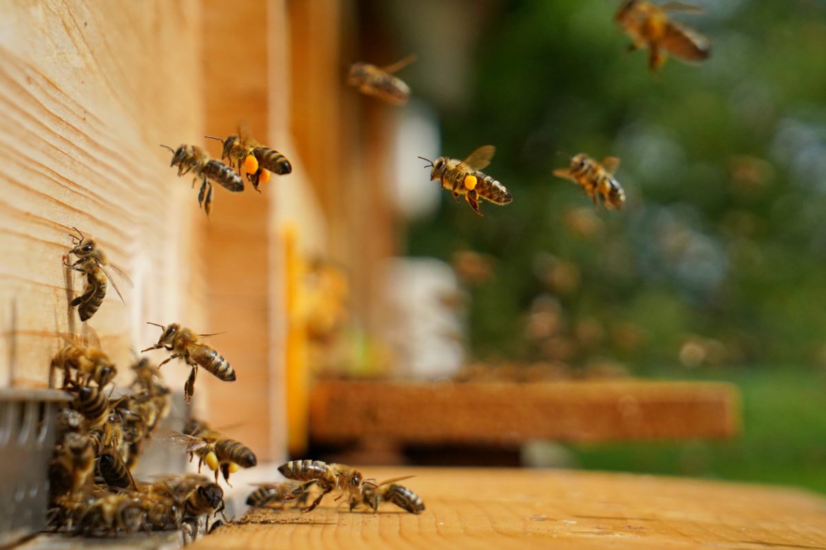 The Dances Of Honey Bees Reveal A New Level Of Communication In The Animal World