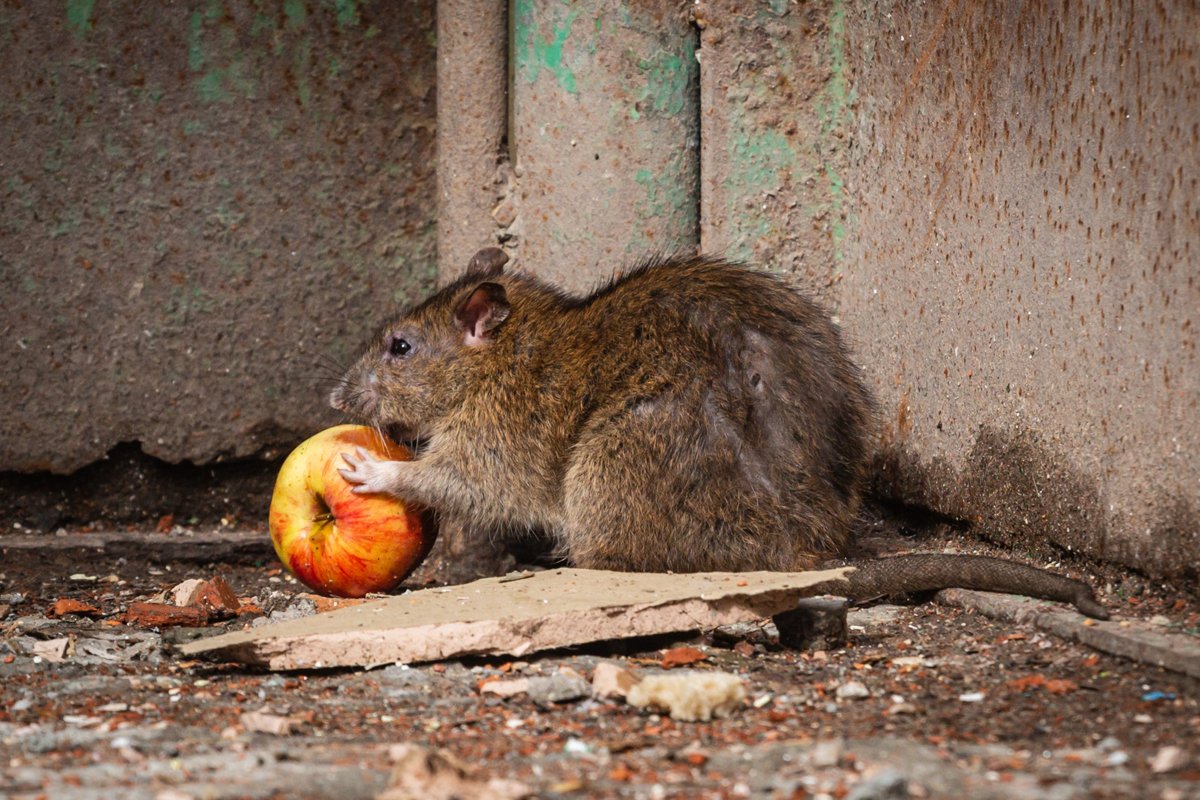 This Is What You Need To Remove From Your Garden Quickly: It Attracts Rats Like A Magnet