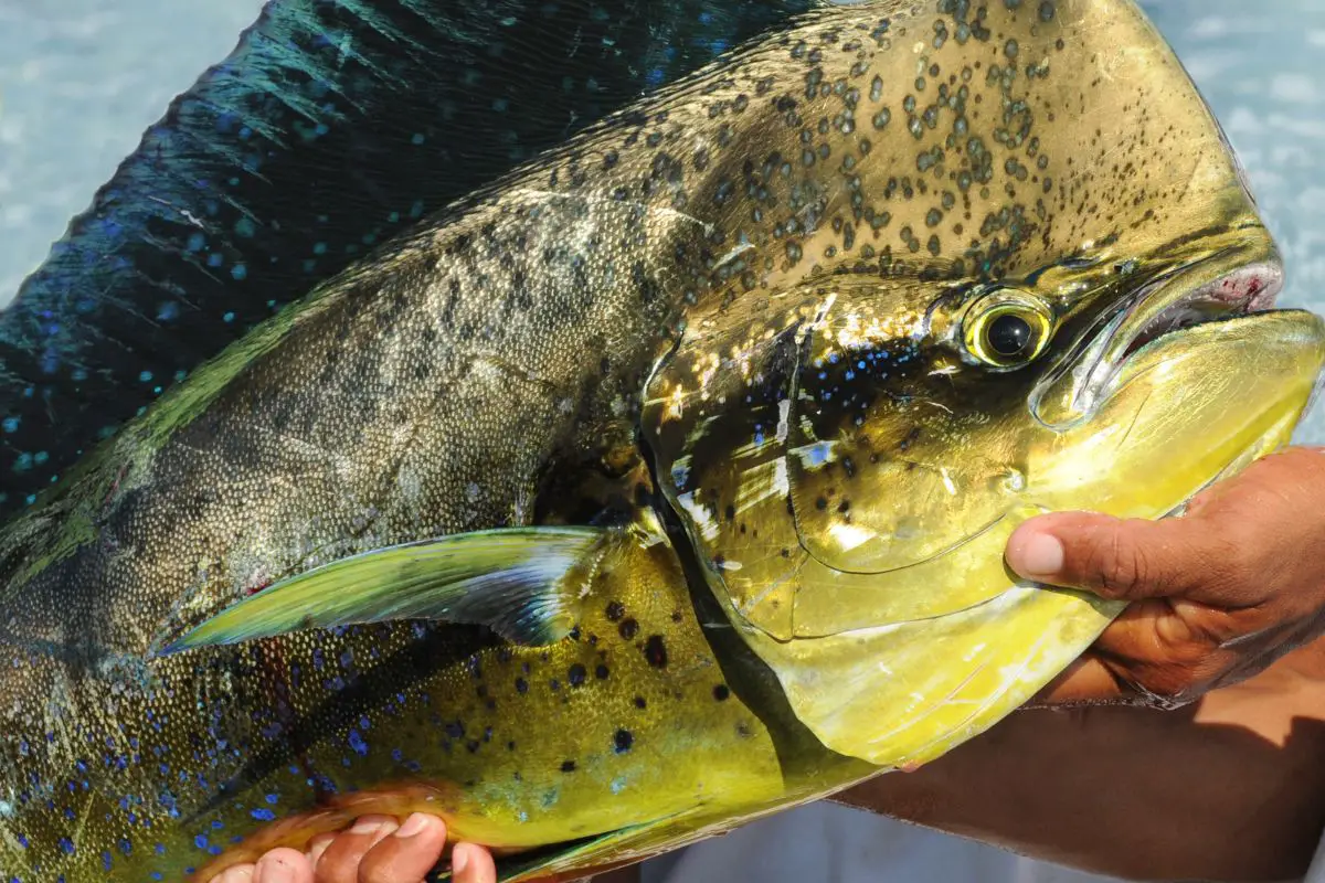 Fishermen Catch One Of The Fastest Fish In The World In The Cantabrian Sea: Their Find Is Extremely Unusual