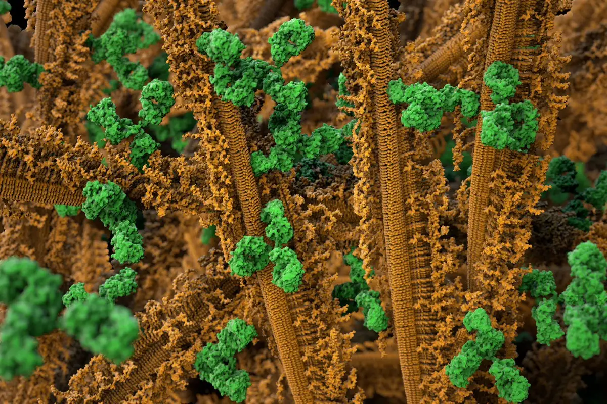 Finnish Researchers Discover That Bacteria In Fir Needles Can Form Gold Nanoparticles