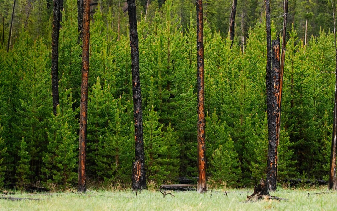 Scientists Are Amazed: Wolves Have Returned To Yellowstone, And Trees Have Appeared For The First Time In 80 Years.