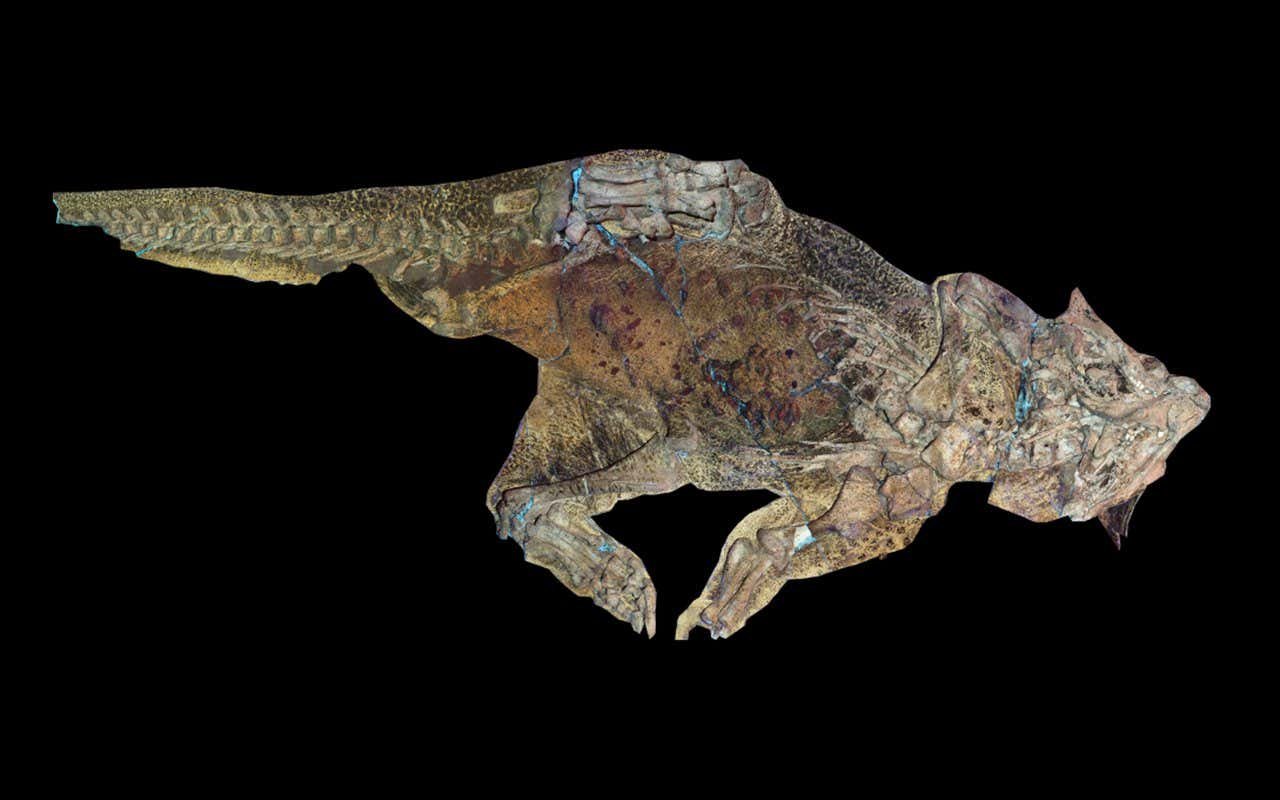 The Remains Of A Dinosaur Preserved In 99-Million-Year-Old Amber Have Been Discovered For The First Time: It Was Going To Be Sold As A Piece Of Jewellery.