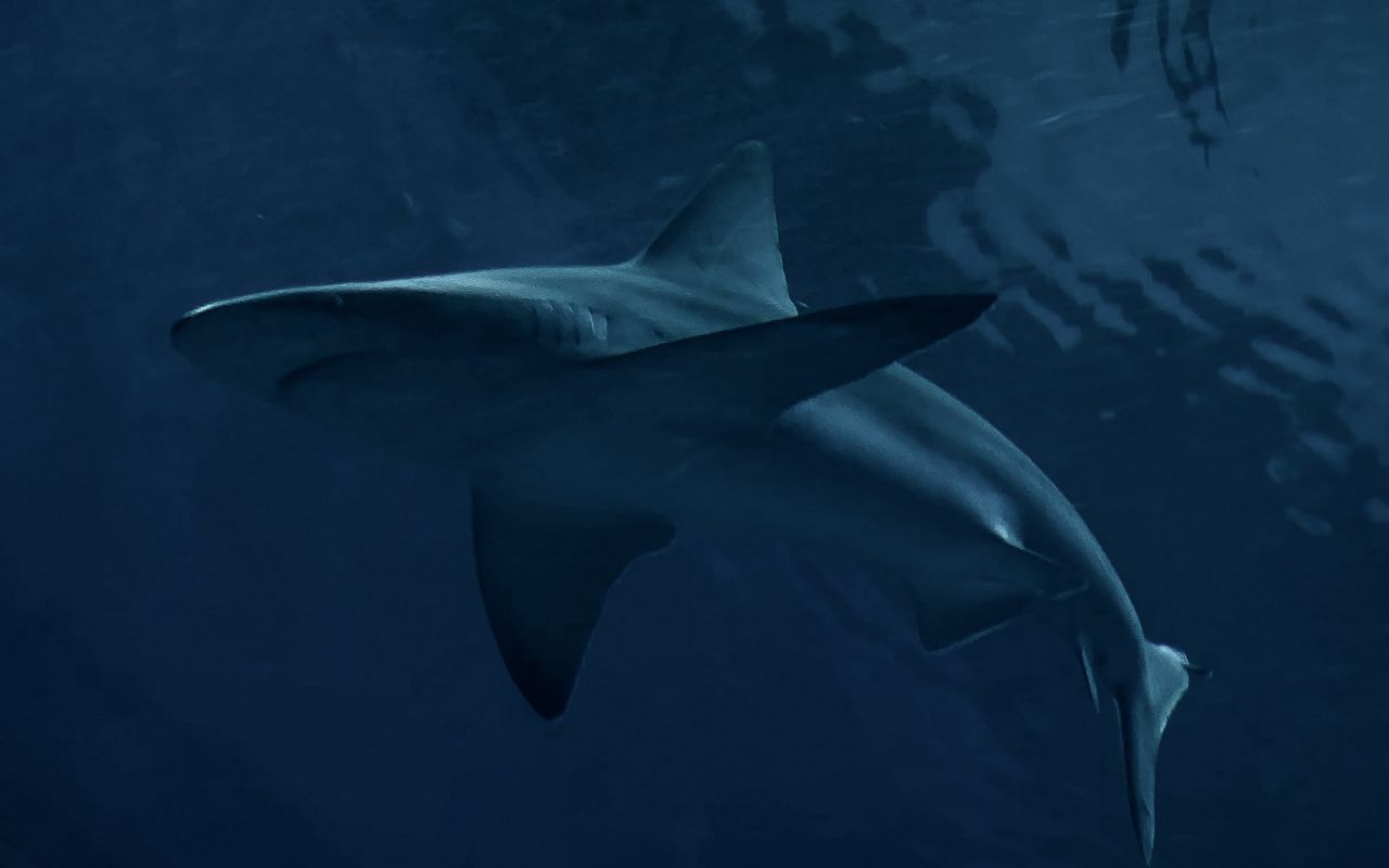 Monstrous Sea Predators, Ancestors Of Sharks, Emerge From The Largest Cave In The World: They Had Been Buried For 325 Million Years.