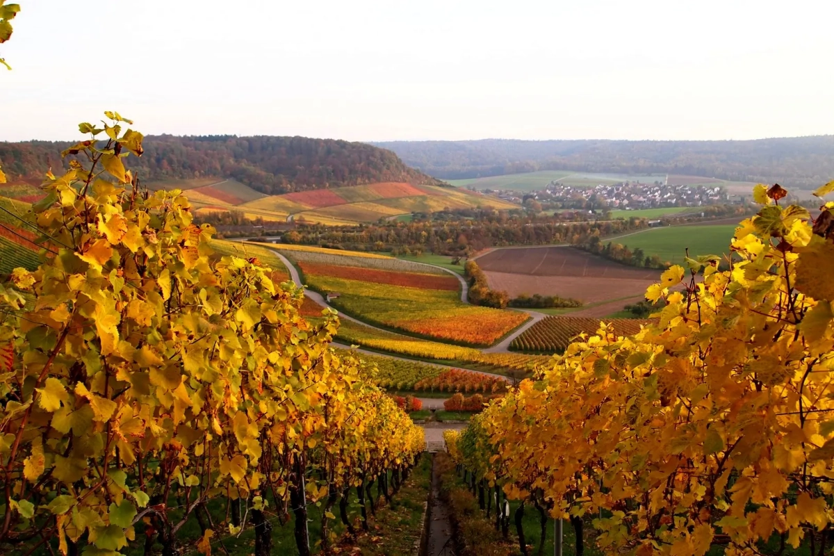 In October, This Quick Task On The Vine Prepares For An Explosion Of Grapes The Following Year