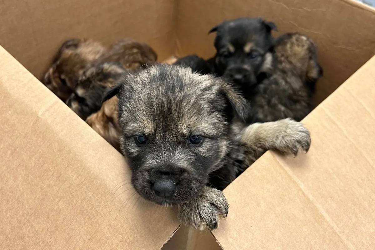 A Study Involving 4,500 Dogs Confirms That Abandoned Puppies Are More Aggressive And Fearful As Adults