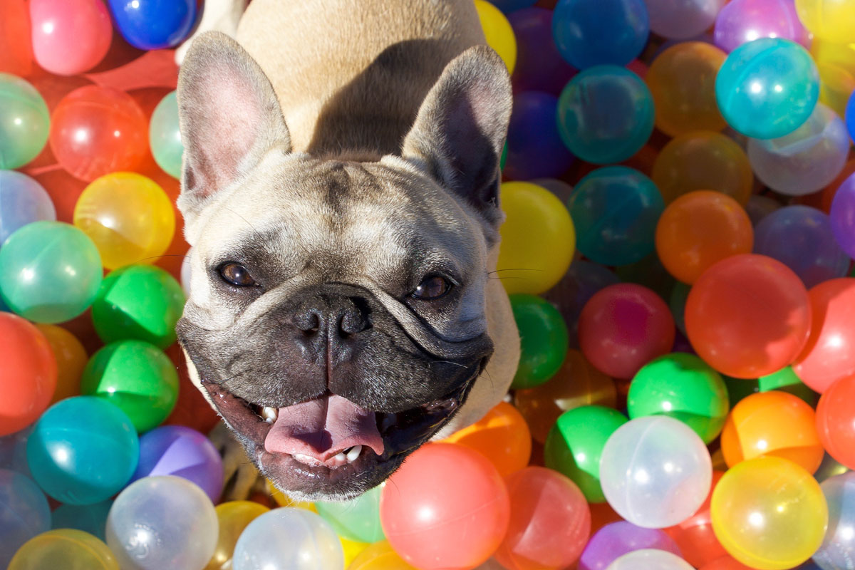 When You Say ‘Ball’ To Your Dog, He Does Something Else: He Creates Mental Categories Like A Small Child