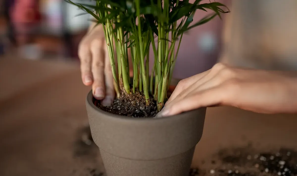 Plant