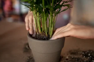 Putting Matches In A Plant Pot: What Is It For?