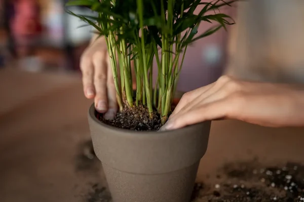 Plant