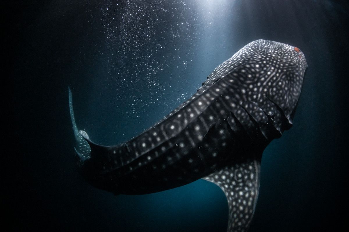 The Largest Fish In The World: It Can Reach Up To 20 Metres In Length, Weigh 30 Tonnes And Live For A Century.