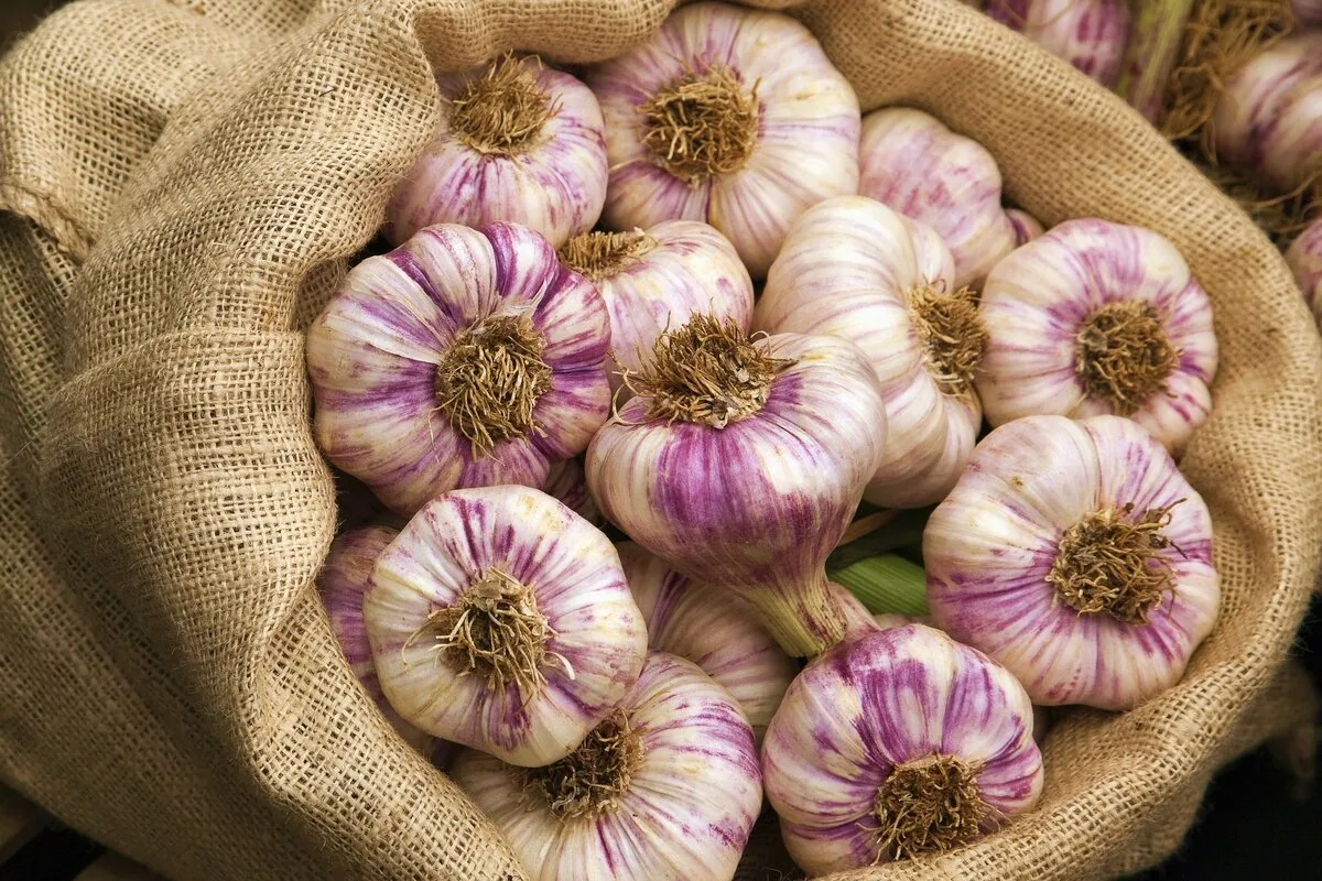 Garlic