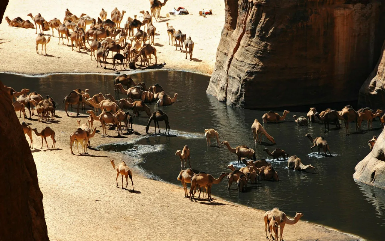 Monumental Images Of Camels, Dating Back 12,000 Years, Discovered In Arabia, Were ‘Signposts’ To Water.