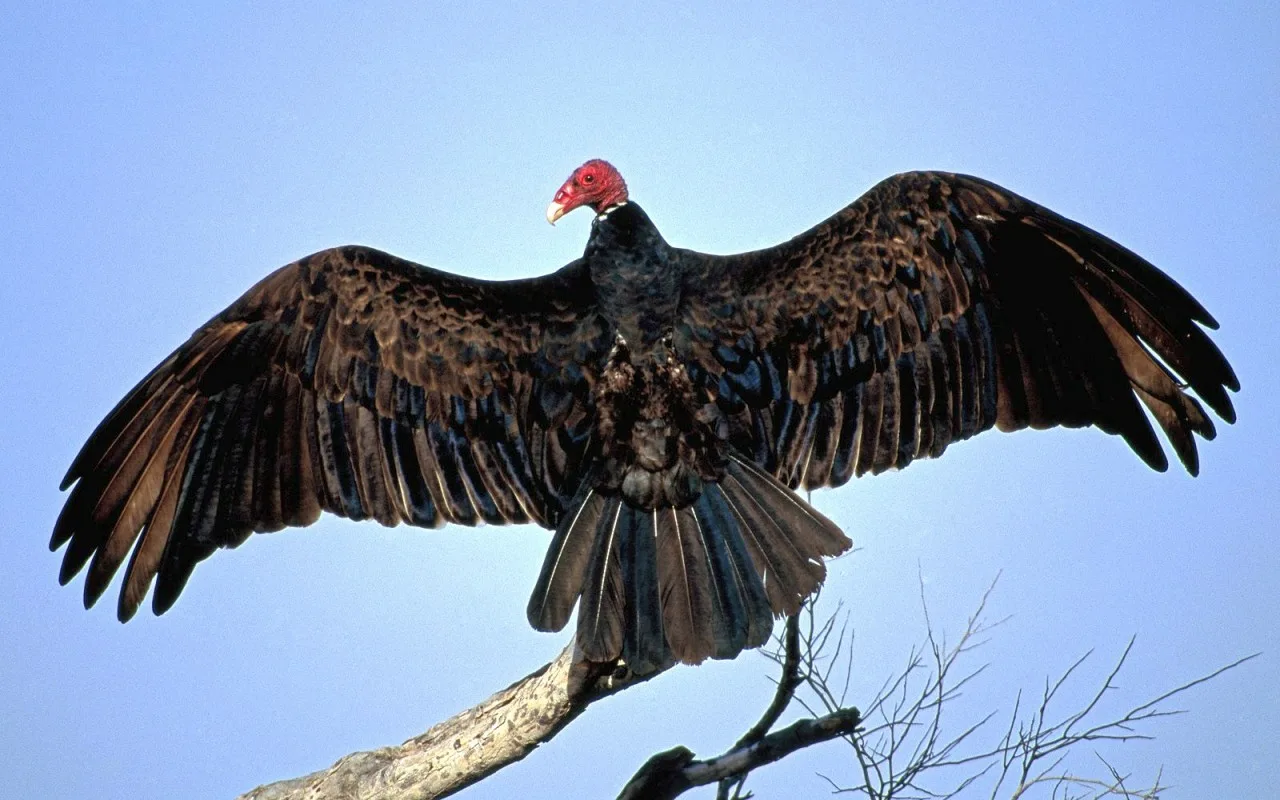 A 650-Year-Old Sandal Found In A Vulture'S Nest Is Unprecedented Evidence Of The Connection Between Wildlife And Humanity.