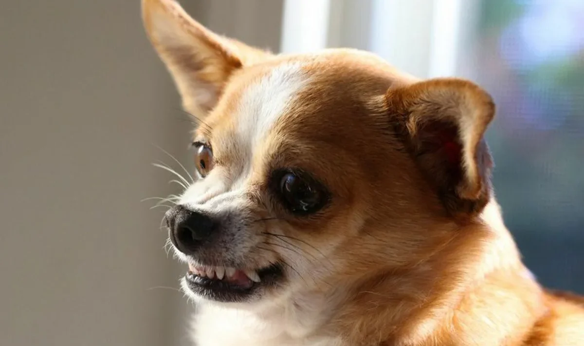 Dogs