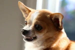 A Study Involving 4,500 Dogs Confirms That Abandoned Puppies Are More Aggressive And Fearful As Adults