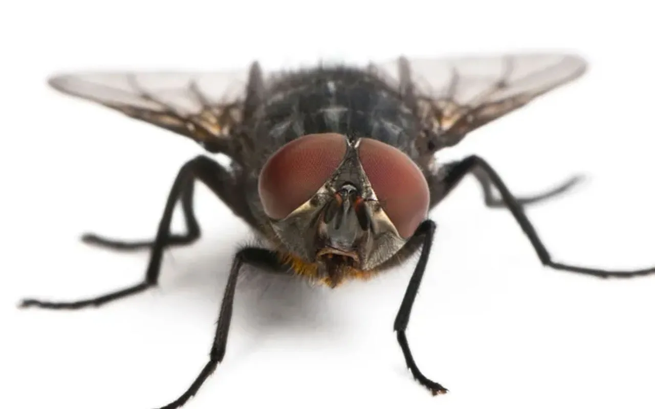 If Flies Are Constantly Buzzing Around Your Kitchen, Here'S How To Get Rid Of Them.