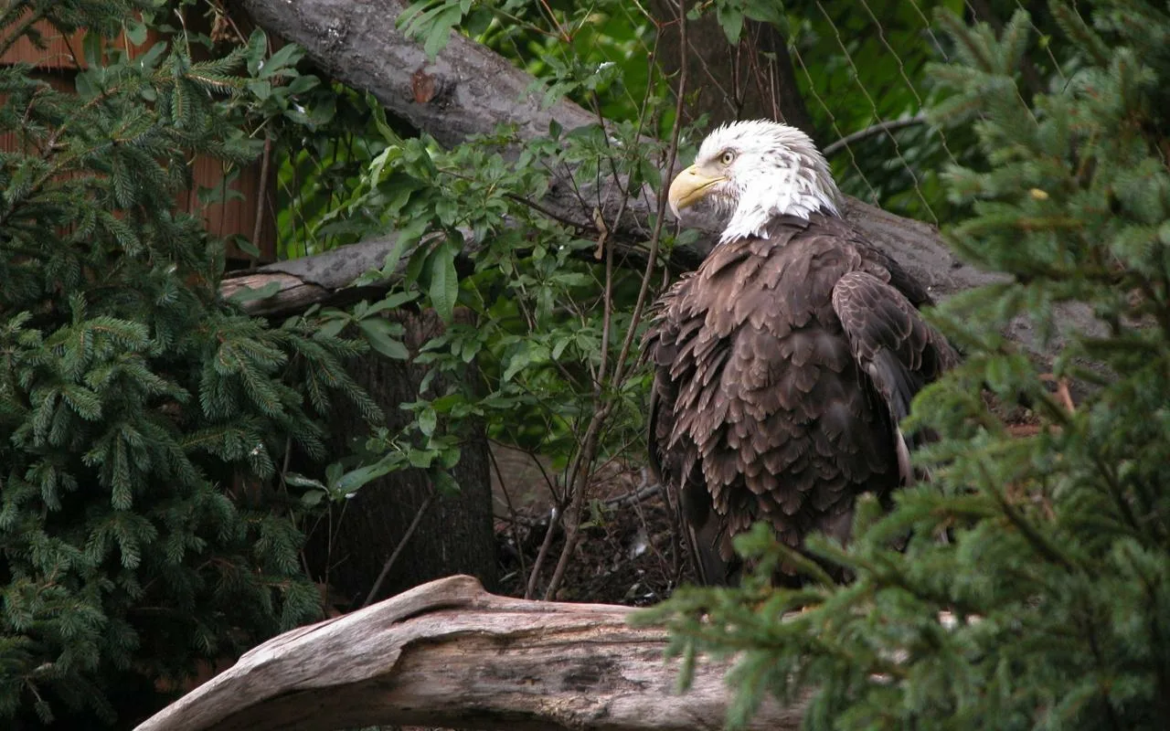 A 650-Year-Old Sandal Found In A Vulture'S Nest Is Unprecedented Evidence Of The Connection Between Wildlife And Humanity.