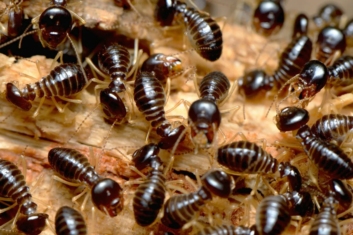 The Giant Termite Queen: An Insect That Gives Birth Every Second And Lives Longer Than Humans