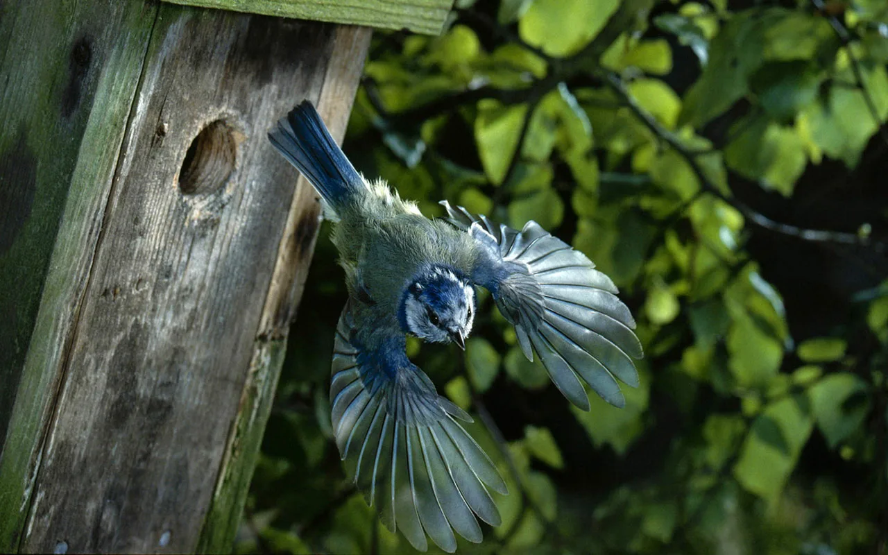 More Than 80 Birds Stolen: ‘I Raised Them, They Even Slept On My Shoulder, They Were Like Children To Me.’