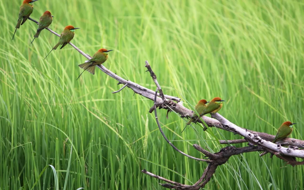 More Than 80 Birds Stolen: ‘I Raised Them, They Even Slept On My Shoulder, They Were Like Children To Me.’