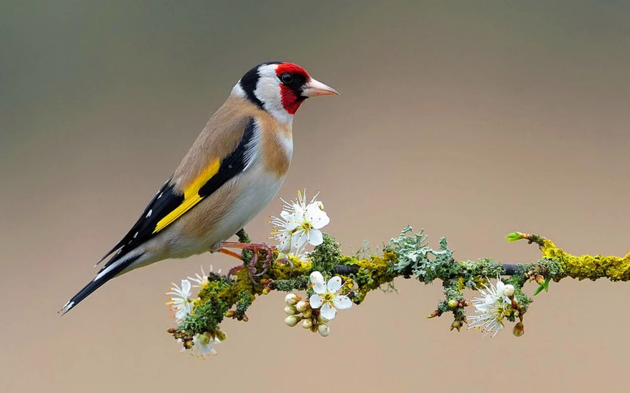 Birds