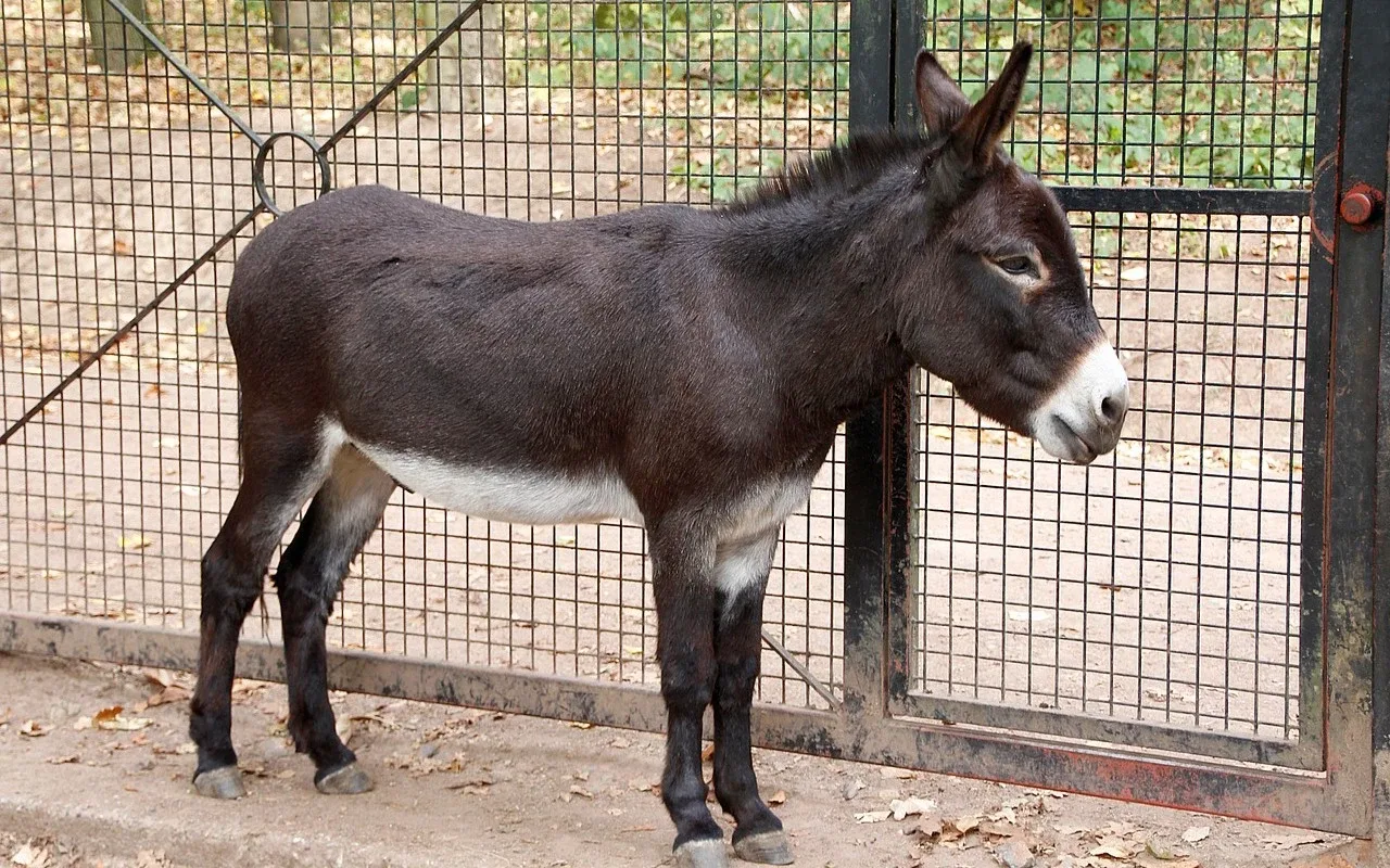 Roscoe The Donkey Constantly Interrupts The Child And Ends Up Becoming His Most Annoying Companion: ‘He Thinks He'S A Lap Dog With Long Ears.’