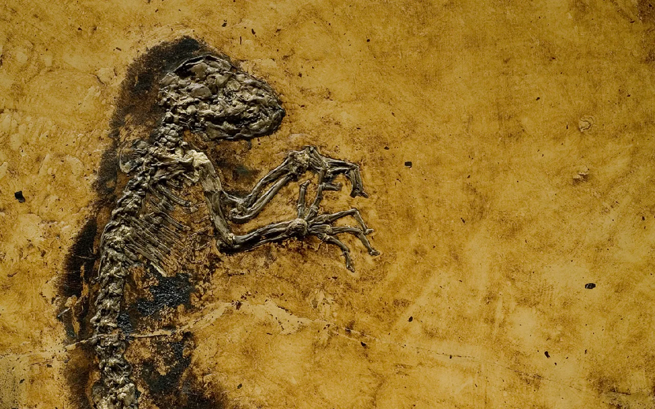 Dinosaur
