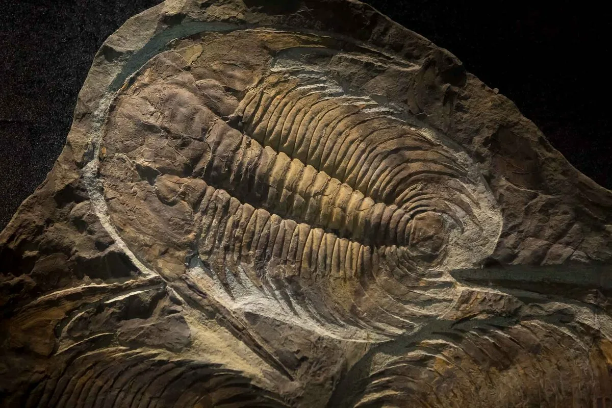 Fossils