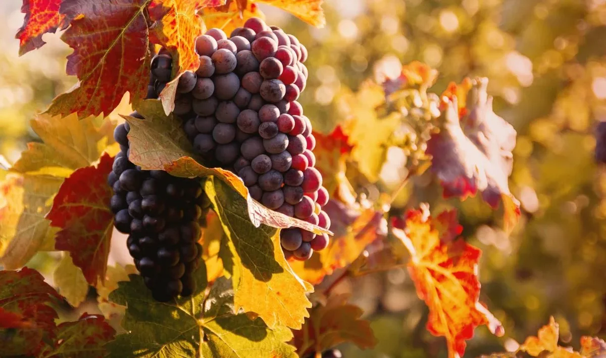 Grapes