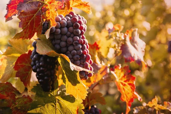 Grapes