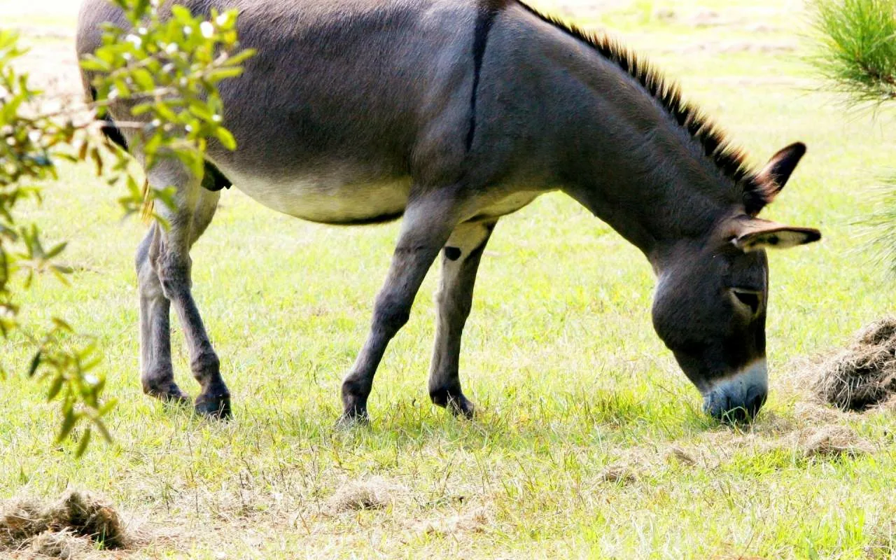 Roscoe The Donkey Constantly Interrupts The Child And Ends Up Becoming His Most Annoying Companion: ‘He Thinks He'S A Lap Dog With Long Ears.’