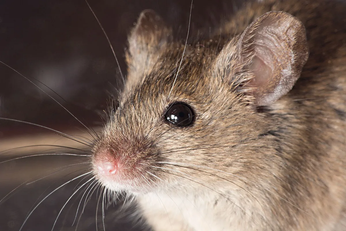 Mice