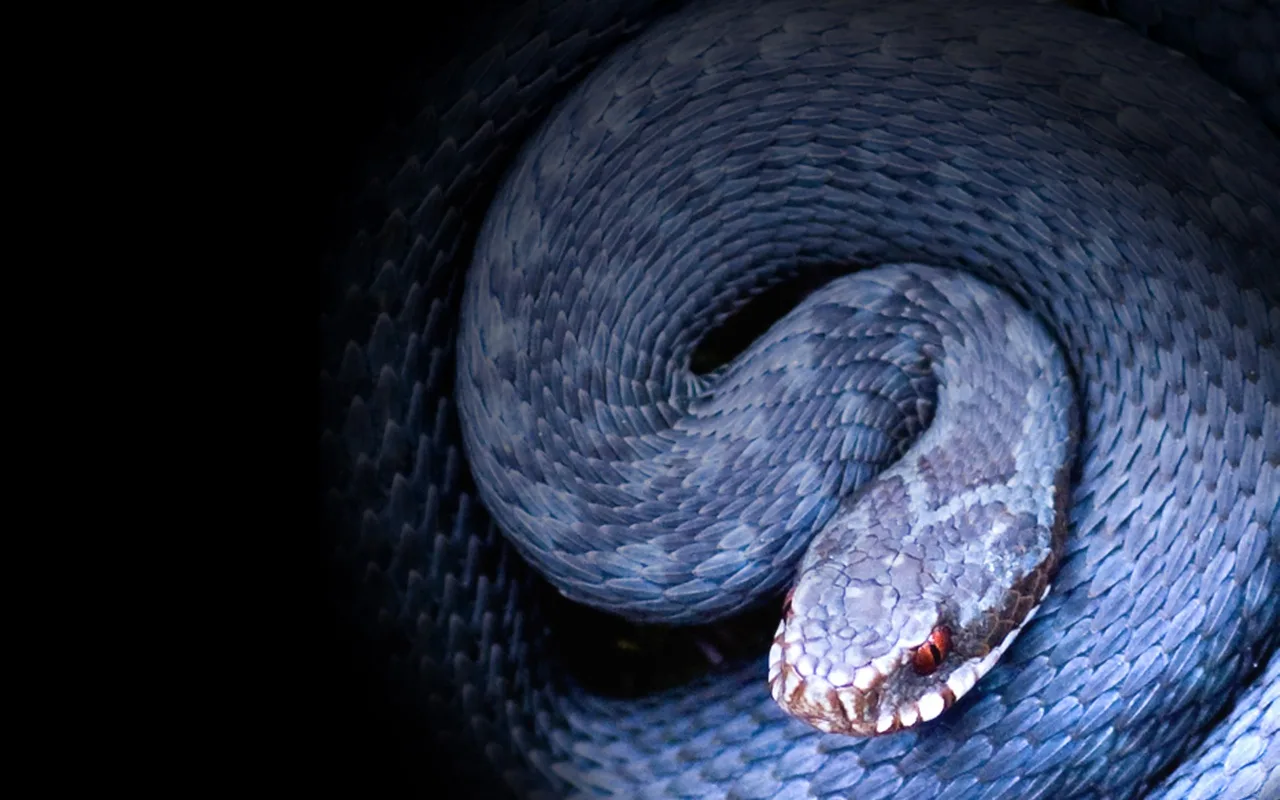 The King That Replaced The Dinosaurs: Titanoboa, The Snake That Ruled The Earth 60 Million Years Ago, Has Been Discovered.