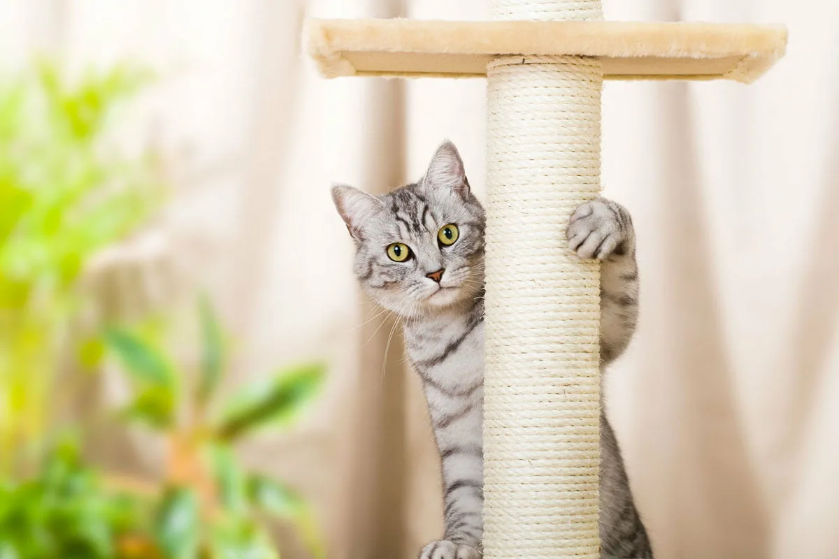 The New “Kings Of The House”: Investment In Pets Grows By 28% And Transforms The Pet Care Market In Spain