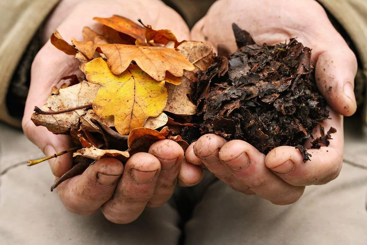 Garden: Here'S Why You Should Stop Putting Dead Leaves From Your Garden In The Compost In Autumn